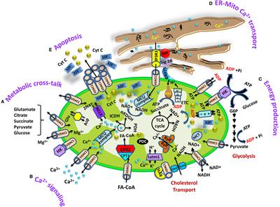 The Mitochondrial Voltage-Dependent Anion Channel 1, Ca2+ Transport, Apoptosis, and Their Regulation